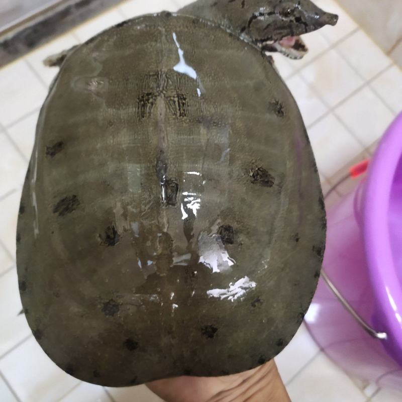 正宗土甲鱼