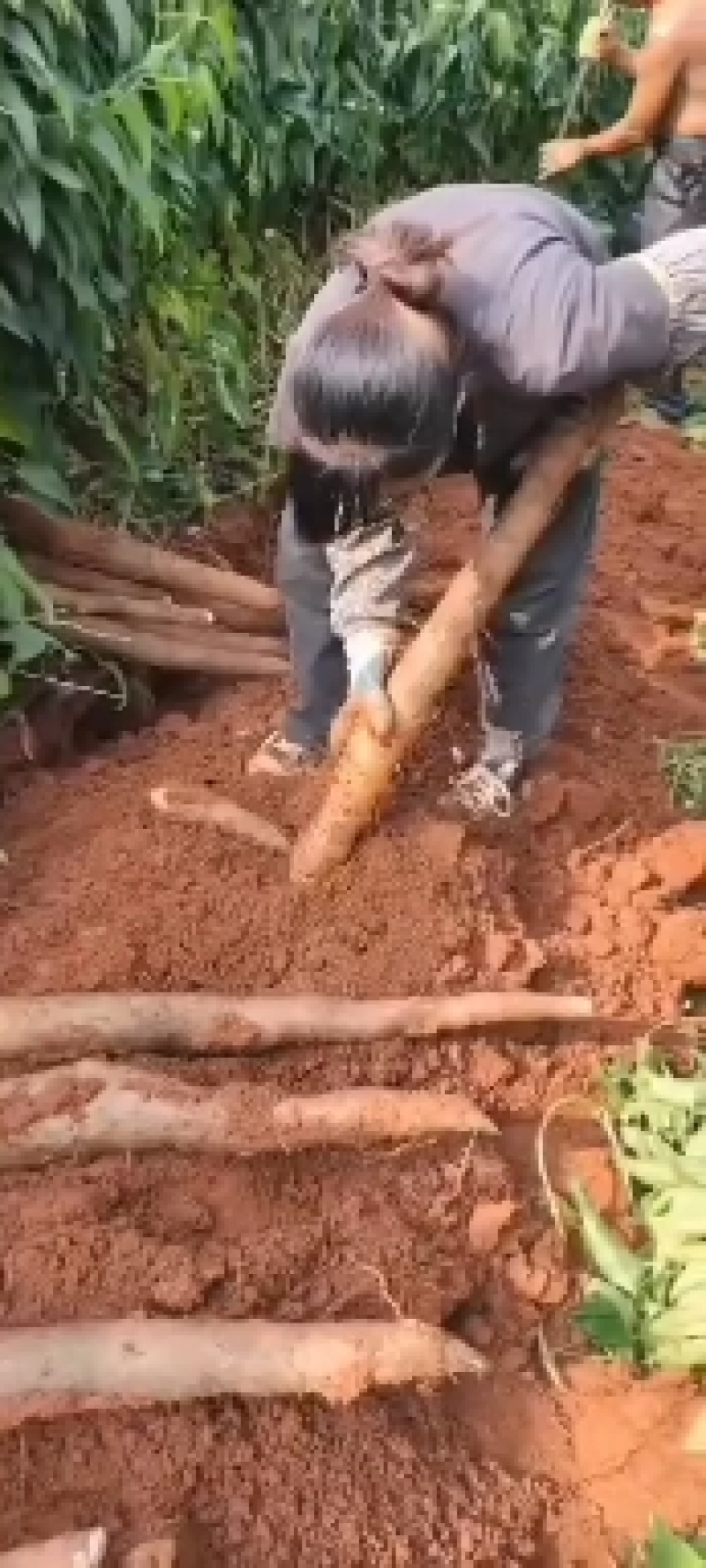 白山药