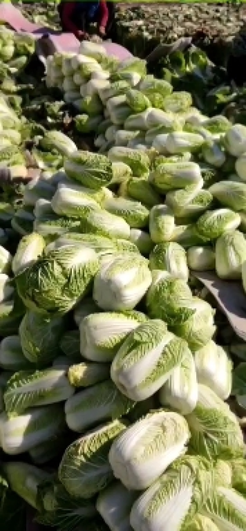 大白菜。甘肃大白菜价格便宜需要的老板联系