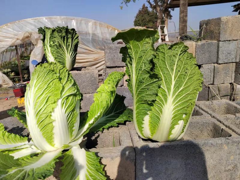 大白菜，黄心白菜大量上市，货源充足，欢迎各位老板前来选购