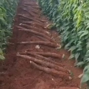 老山药