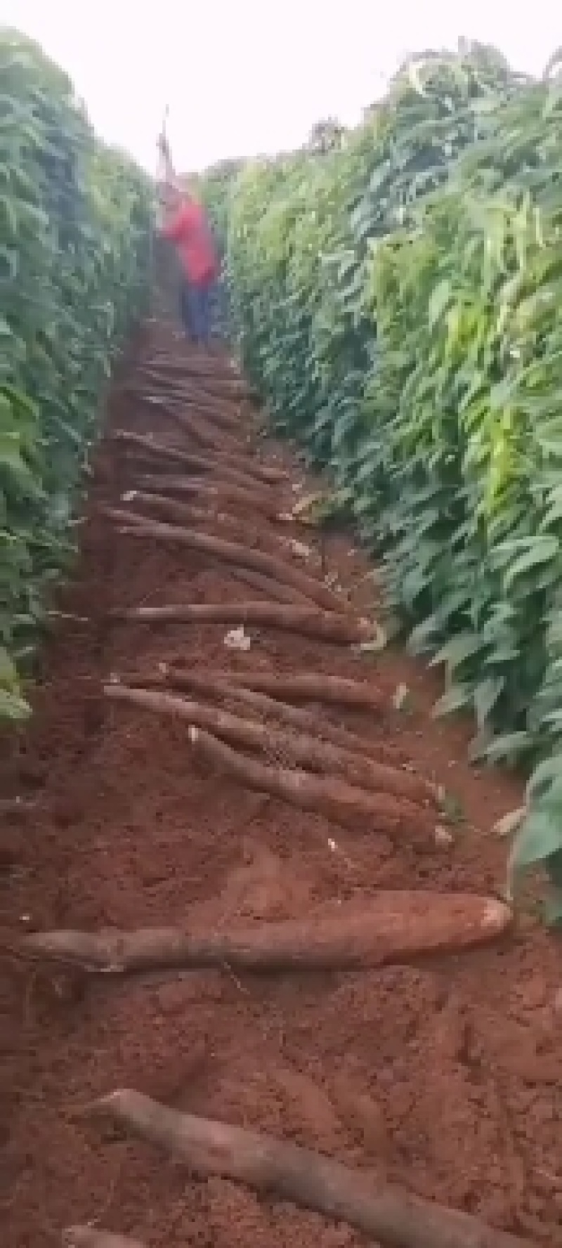 老山药