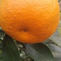 柑橘品种爱媛43高糖化渣耐贮藏口感浓郁超耙耙柑