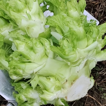 贵州儿菜