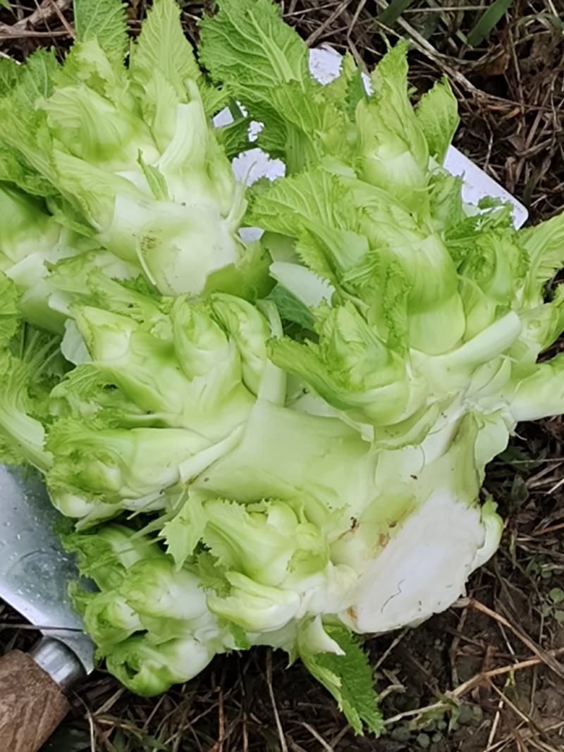 贵州儿菜