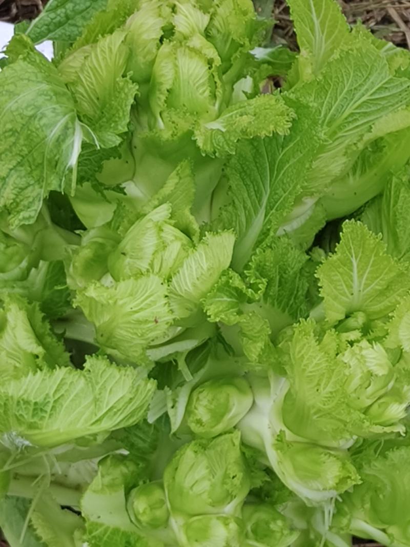 贵州儿菜