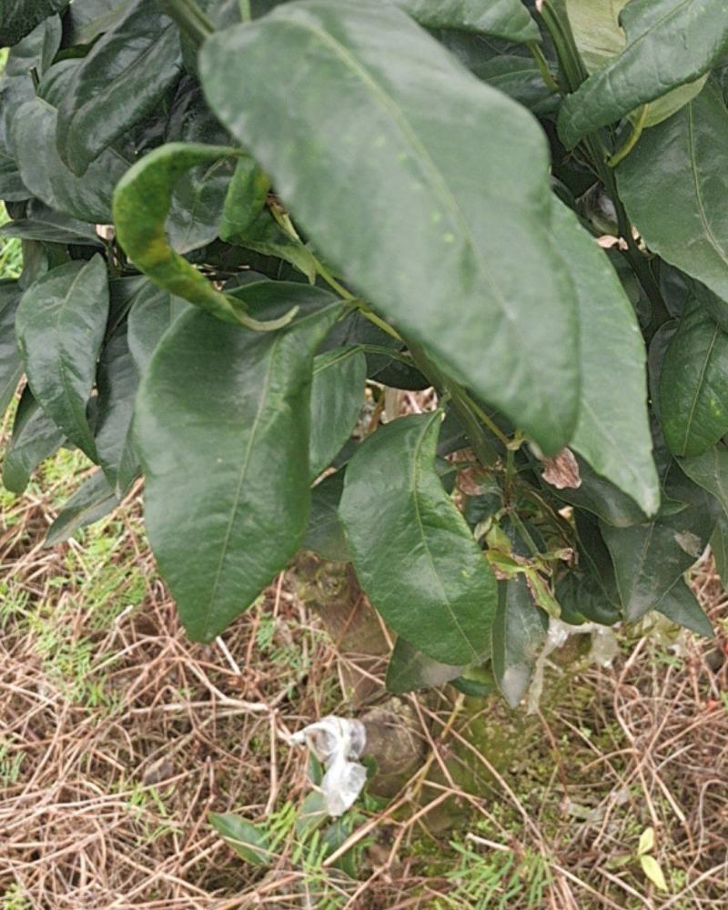 柑橘品种爱媛43高糖化渣耐贮藏口感浓郁超耙耙柑