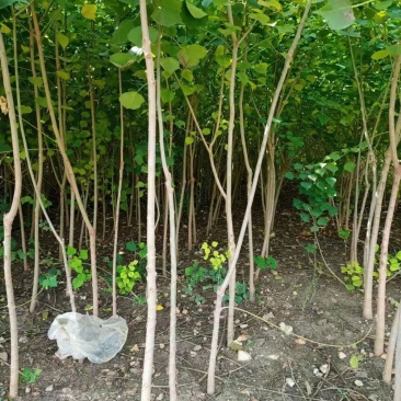 江苏沭阳精品乌桕树乌桕产地直发货量充足量大从优