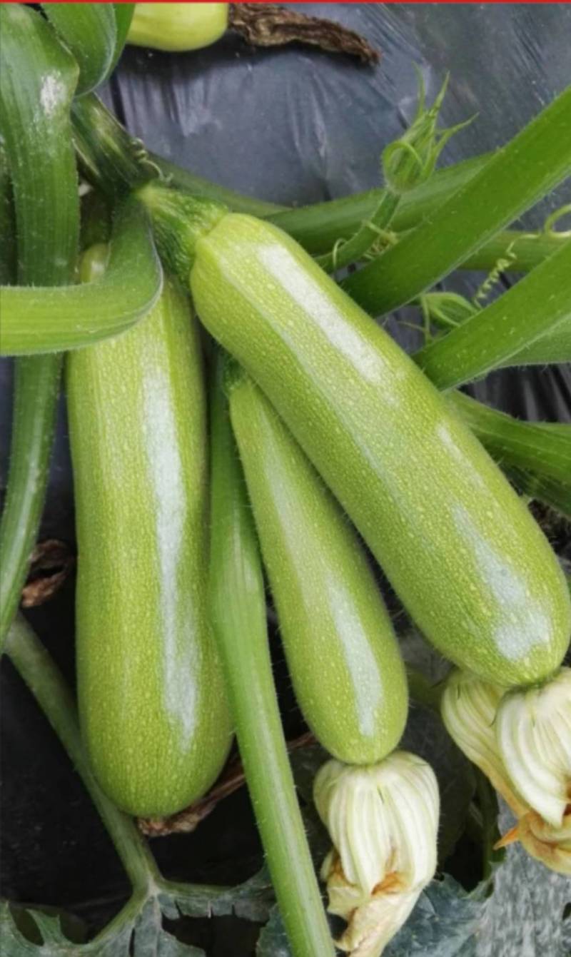 青绿耐寒越冬寒玉西葫芦种子适合越冬栽培