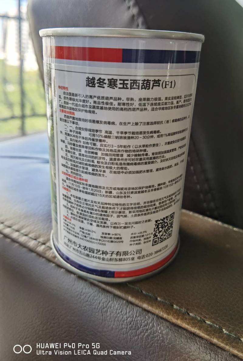 青绿耐寒越冬寒玉西葫芦种子适合越冬栽培