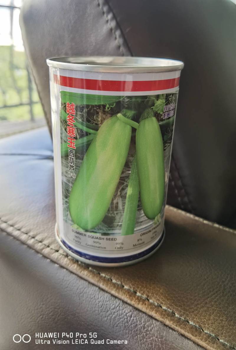 青绿耐寒越冬寒玉西葫芦种子适合越冬栽培