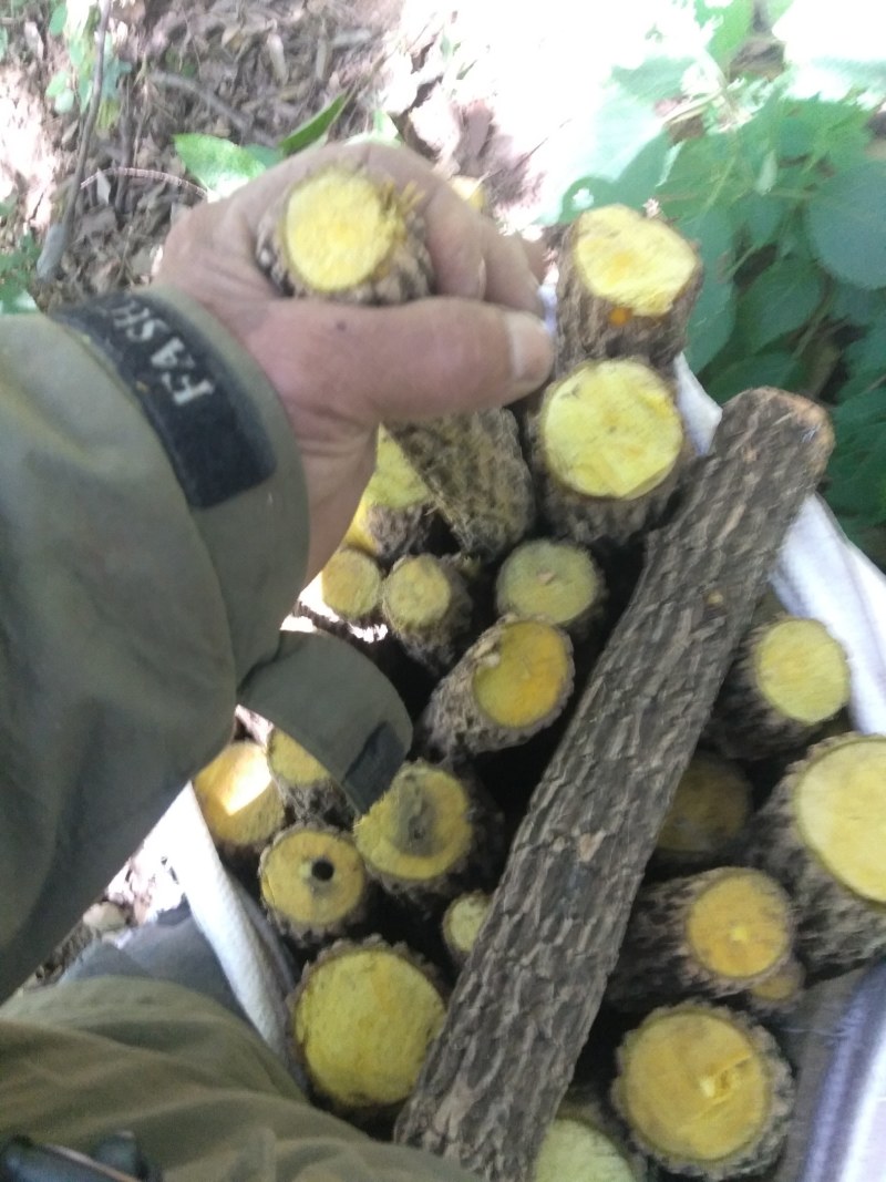 黄连十大功劳，功劳木四川凉山产地一手货源。