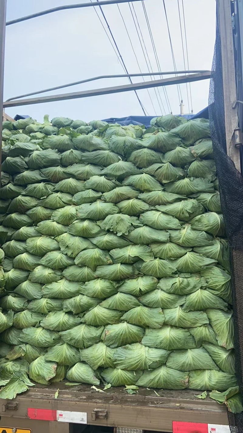 山东京丰一号包包菜走遍天下，精品包菜爆满，价格优惠，