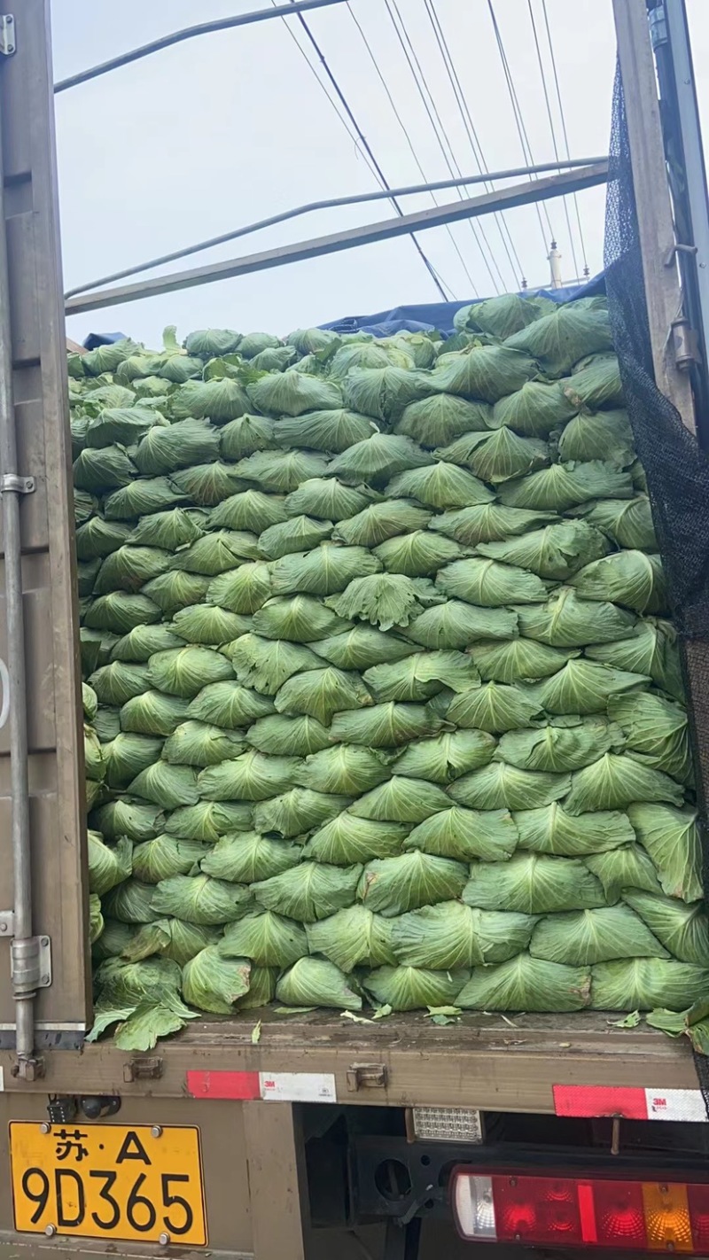 山东京丰一号包包菜走遍天下，精品包菜爆满，价格优惠，