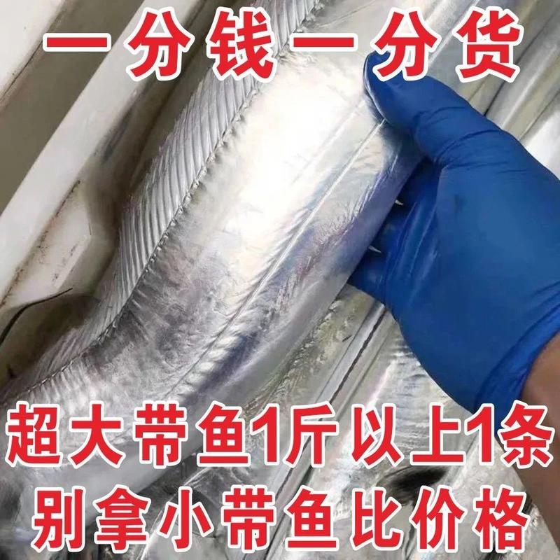 【1-3斤超大带鱼】大带鱼东海带鱼新鲜鲜活带鱼海鲜水