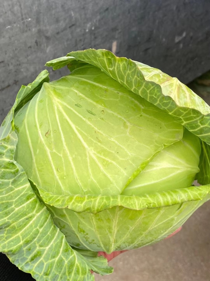 山东京丰一号包包菜走遍天下，精品包菜爆满，价格优惠，