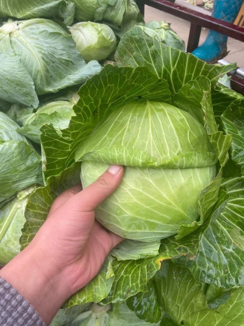 山东京丰一号包包菜走遍天下，精品包菜爆满，价格优惠，