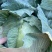 净菜上车，大量现货滴滴排位，赶紧联系我