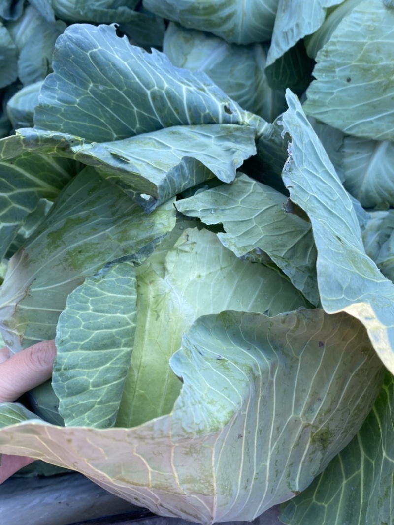 净菜上车，大量现货滴滴排位，赶紧联系我