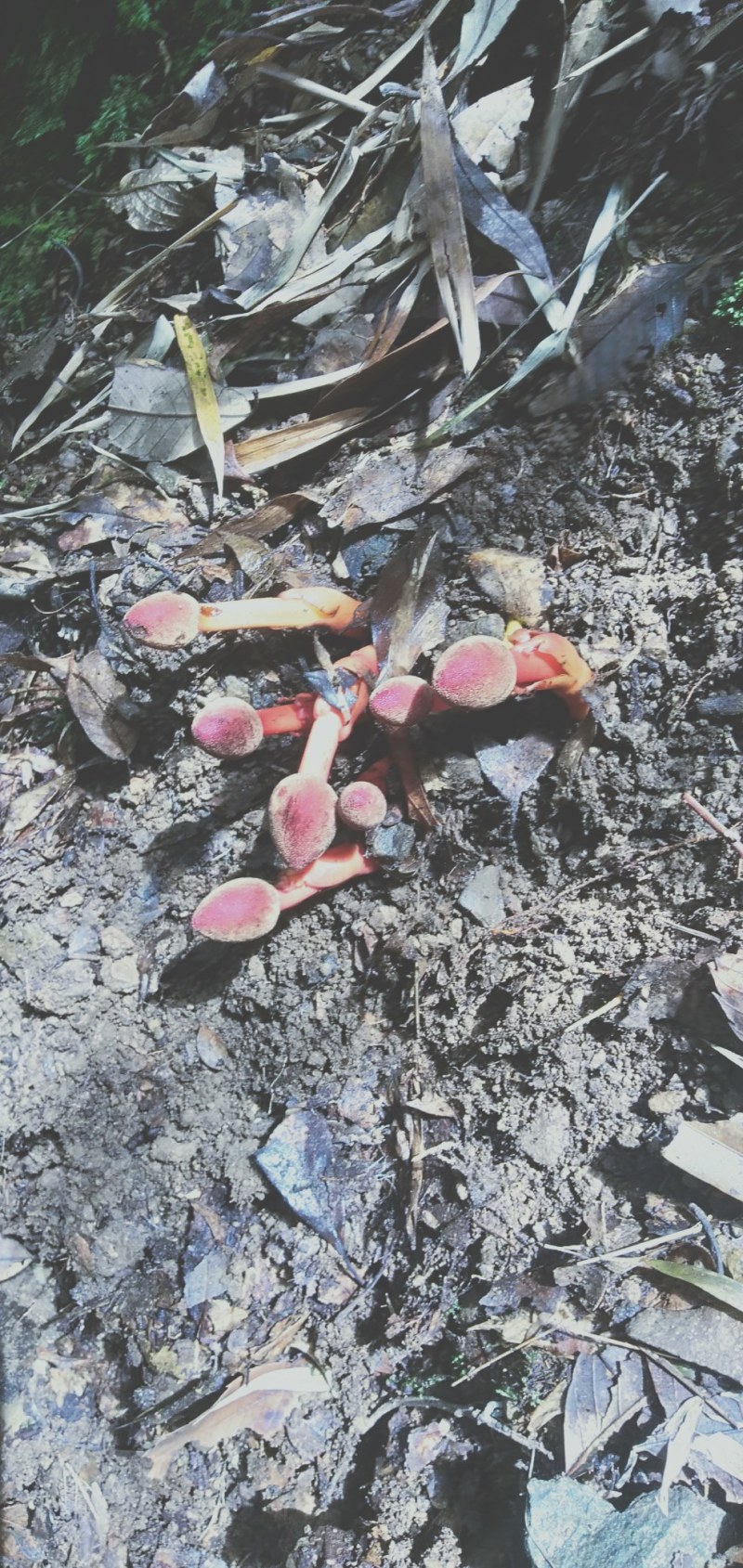 蛇菰