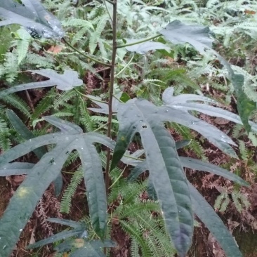 野生五指毛桃
