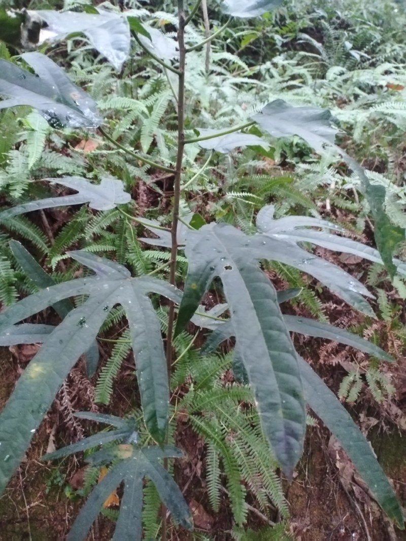 野生五指毛桃