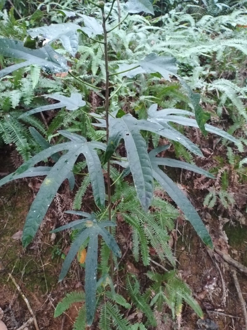 野生五指毛桃