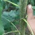 杨树苗，速生杨，南林3412，3804，巨霸杨，渤丰一号