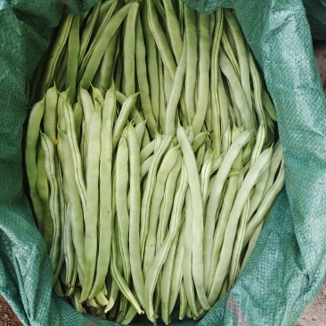 白豆
