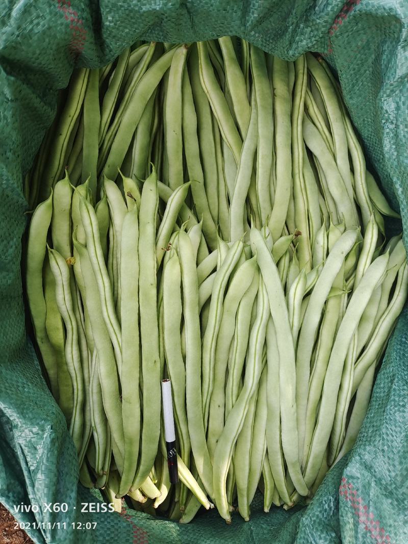 白豆