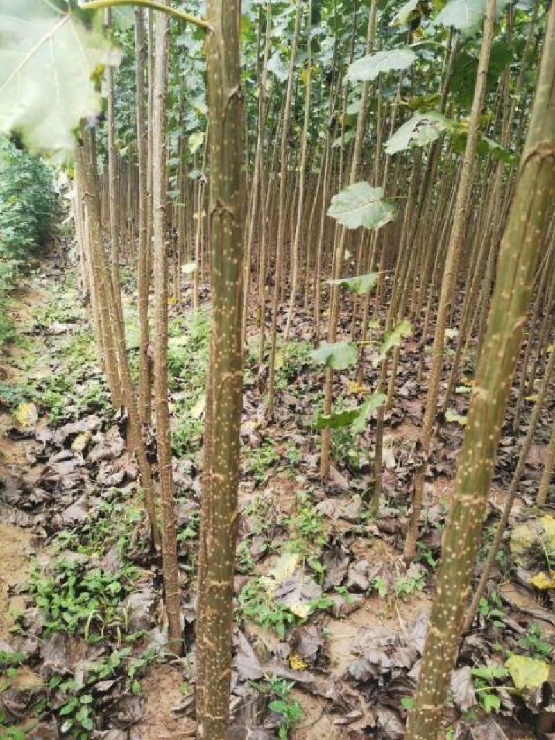 杨树苗，南林3412，3804，鲁林九号，基德速生无絮杨