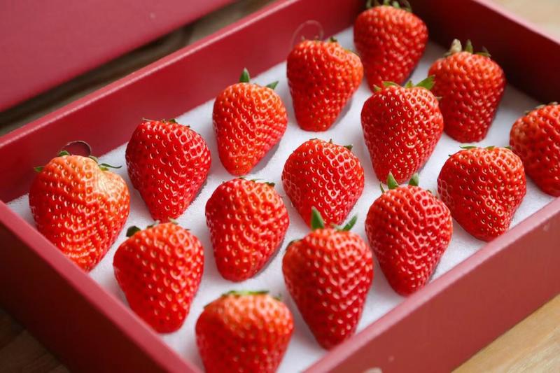 丹东东港红颜九九草莓产地直发寻求各大商超批发商