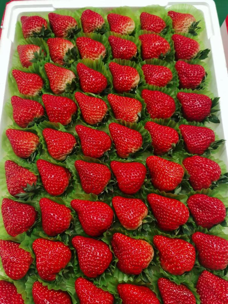 丹东东港红颜九九草莓产地直发寻求各大商超批发商
