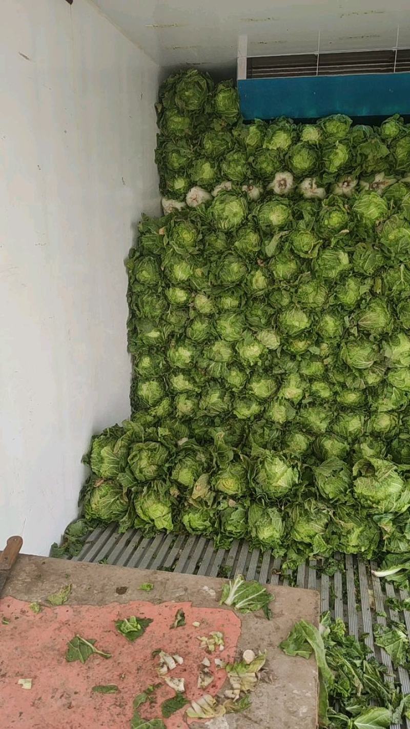 大量出售优质大白菜，无烧心，无黑根。欢迎各位老板订购！