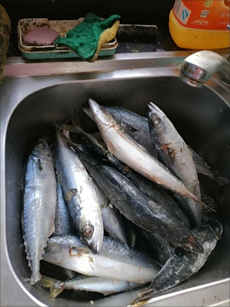【新货特惠两件立减】鲅鱼马鲛鱼500g六成干水产干货咸鲅