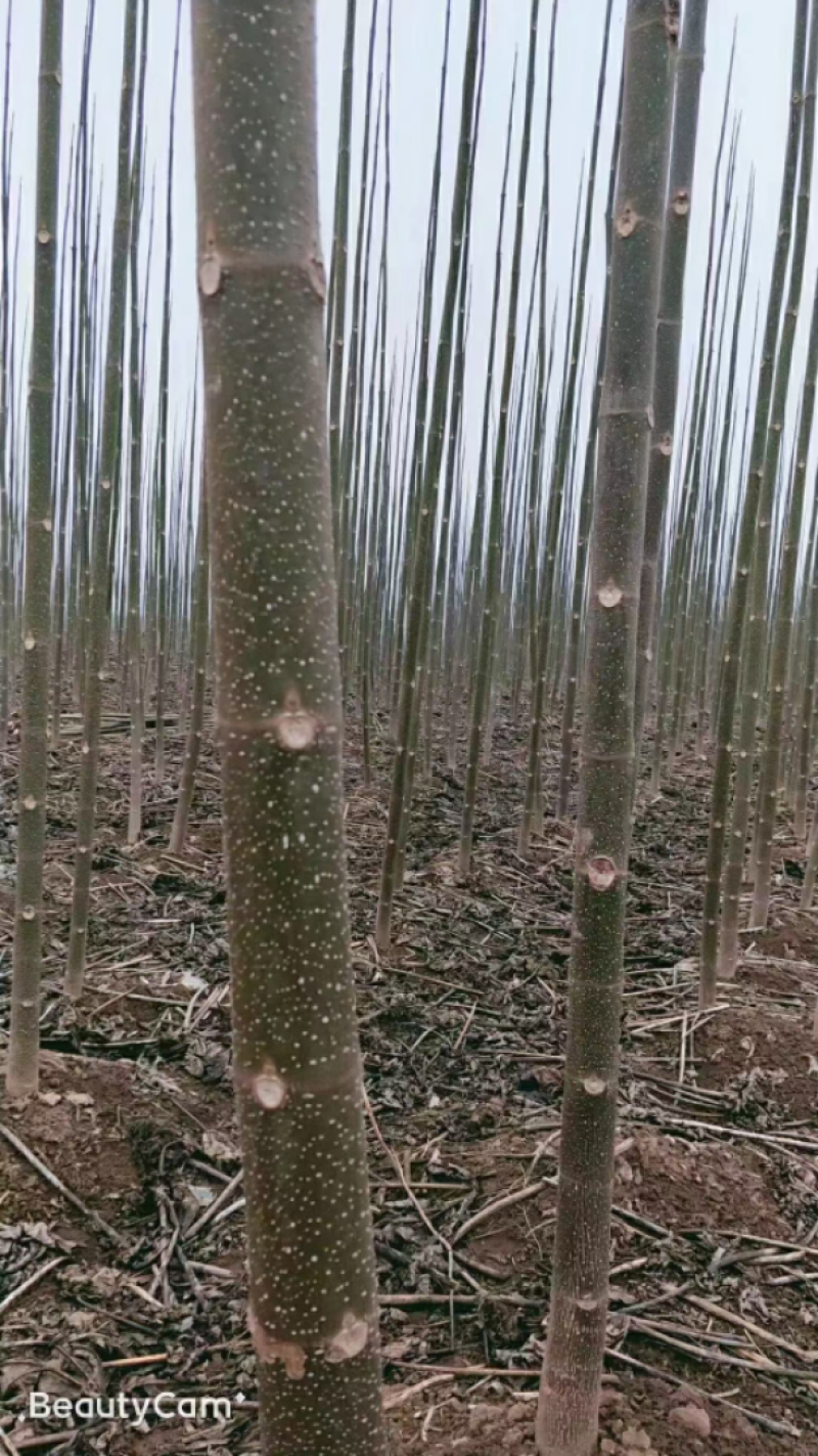 紫花泡桐，泡桐，四倍体泡桐，泡桐根桩，种根有量