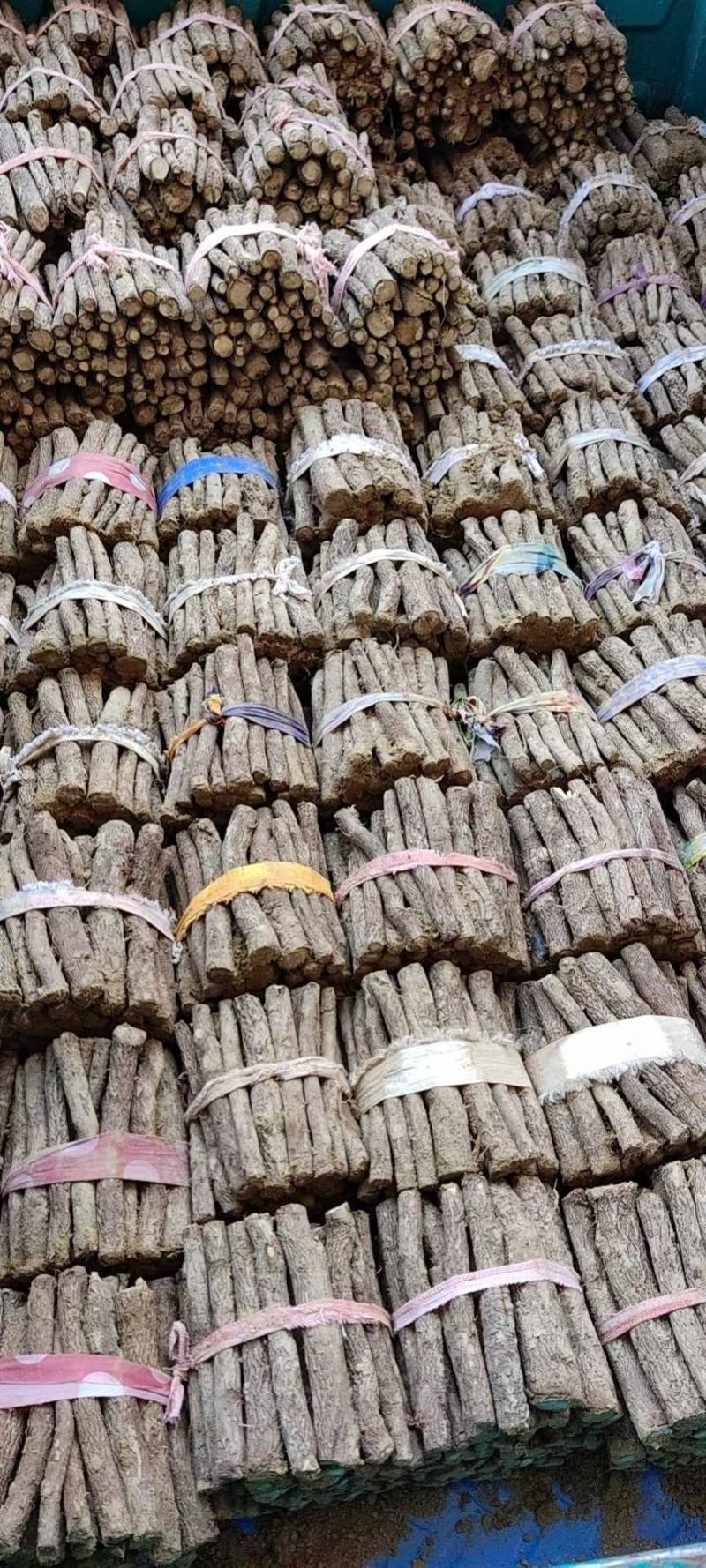 四倍体泡桐，紫花泡桐，泡桐根桩，种根有量