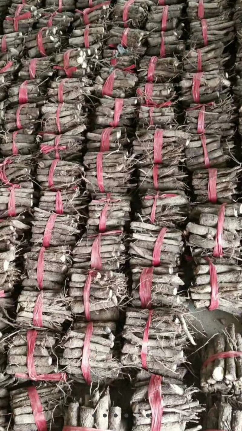 四倍体泡桐，紫花泡桐，泡桐根桩，种根有量
