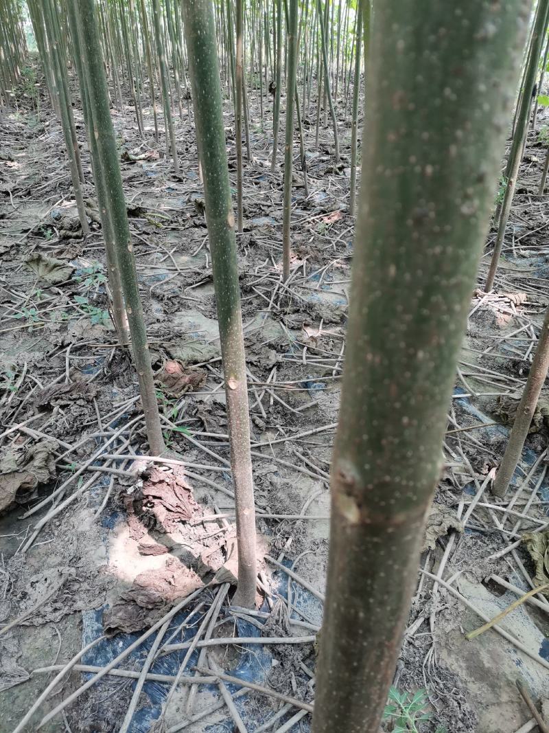 四倍体泡桐，紫花泡桐，泡桐根桩，种根有量