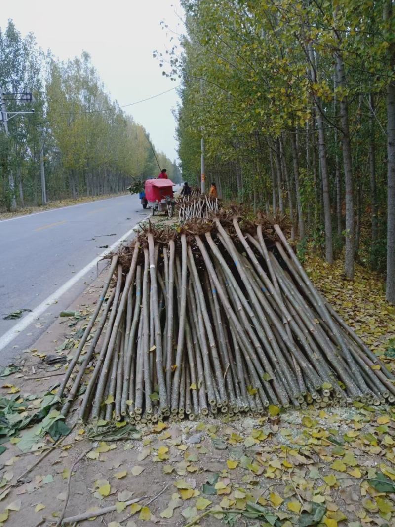 四倍体泡桐，紫花泡桐，泡桐根桩，种根有量