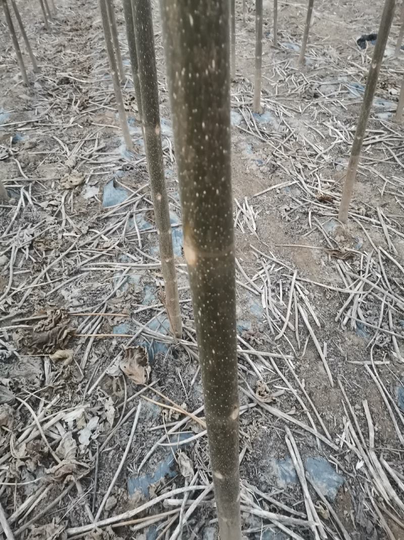 四倍体泡桐，紫花泡桐，泡桐根桩，种根有量