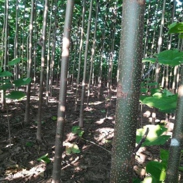 泡桐，9501/9502，四倍体泡桐，紫花泡桐，泡桐根桩