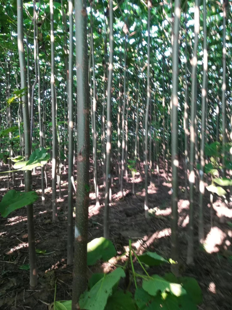 泡桐，9501/9502，四倍体泡桐，紫花泡桐，泡桐根桩
