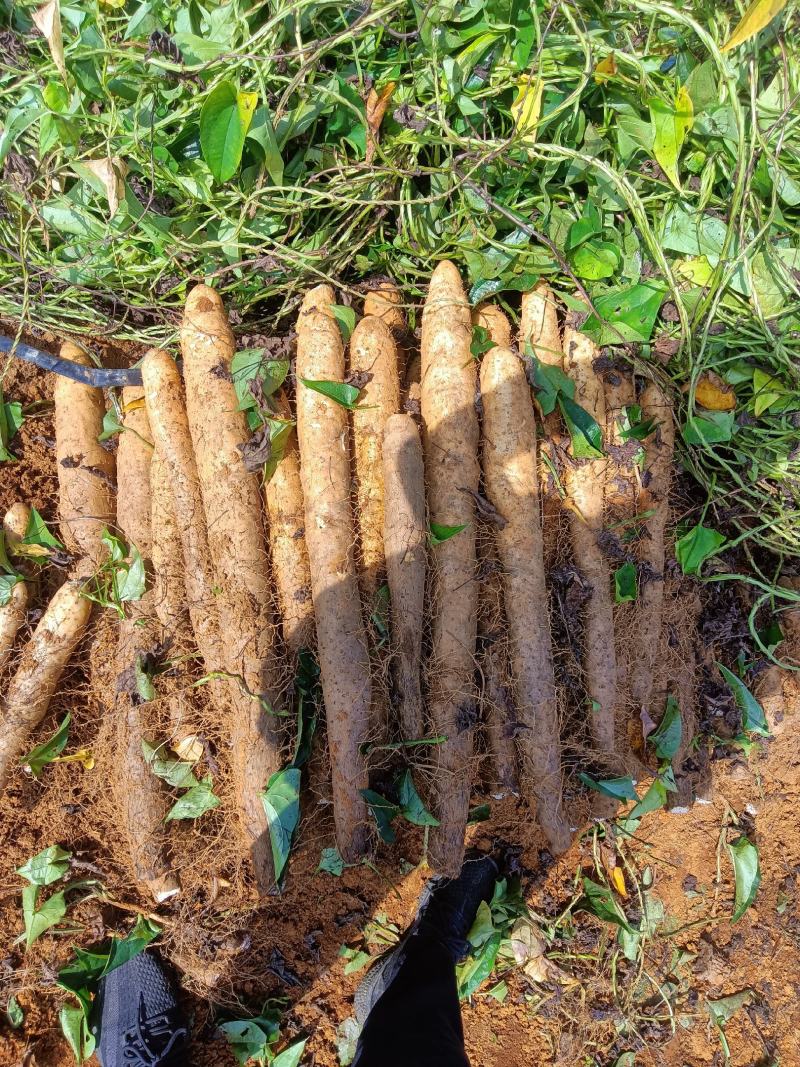 大量滚地龙上市中，大量有货大量有货欢迎前来选购实力代办