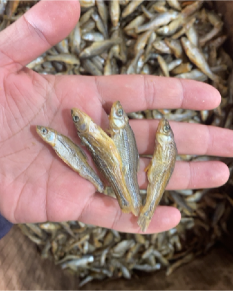 麦穗鱼水煮麦穗小鱼干小干鱼