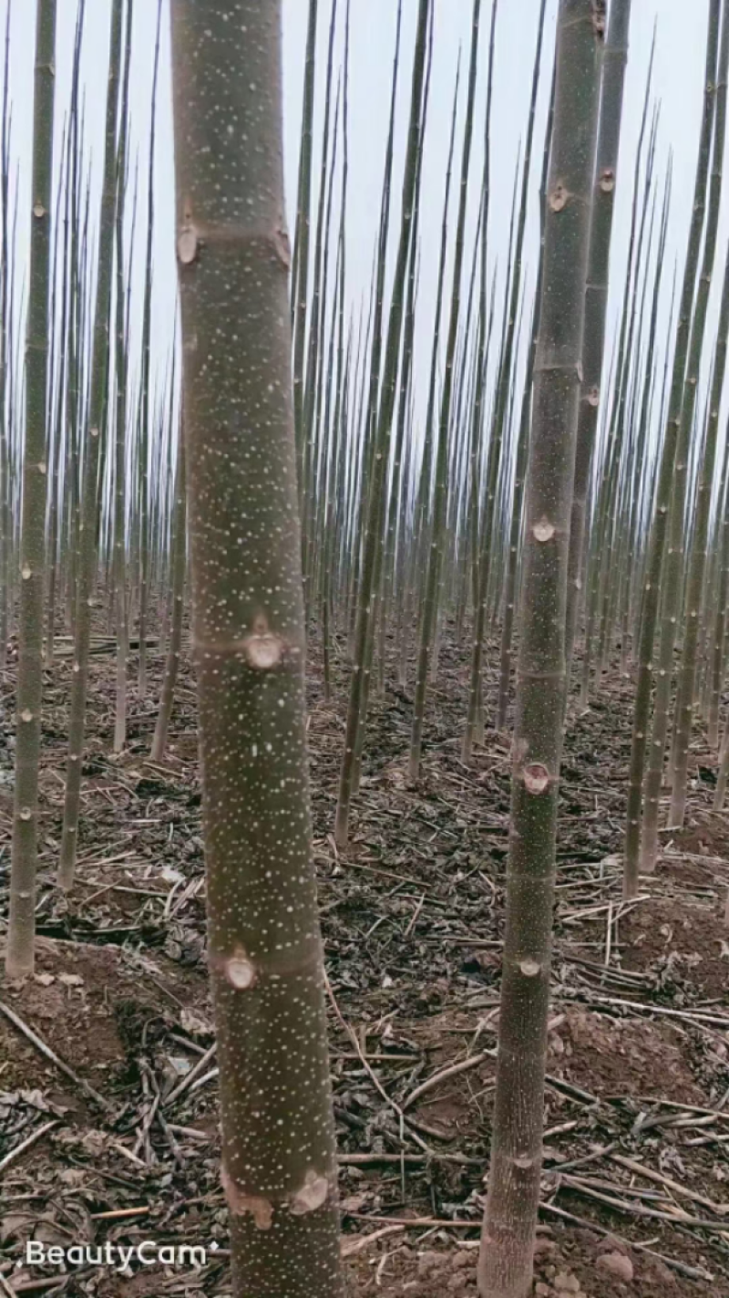 泡桐根桩根四倍体泡桐紫花泡桐泡桐根桩种根