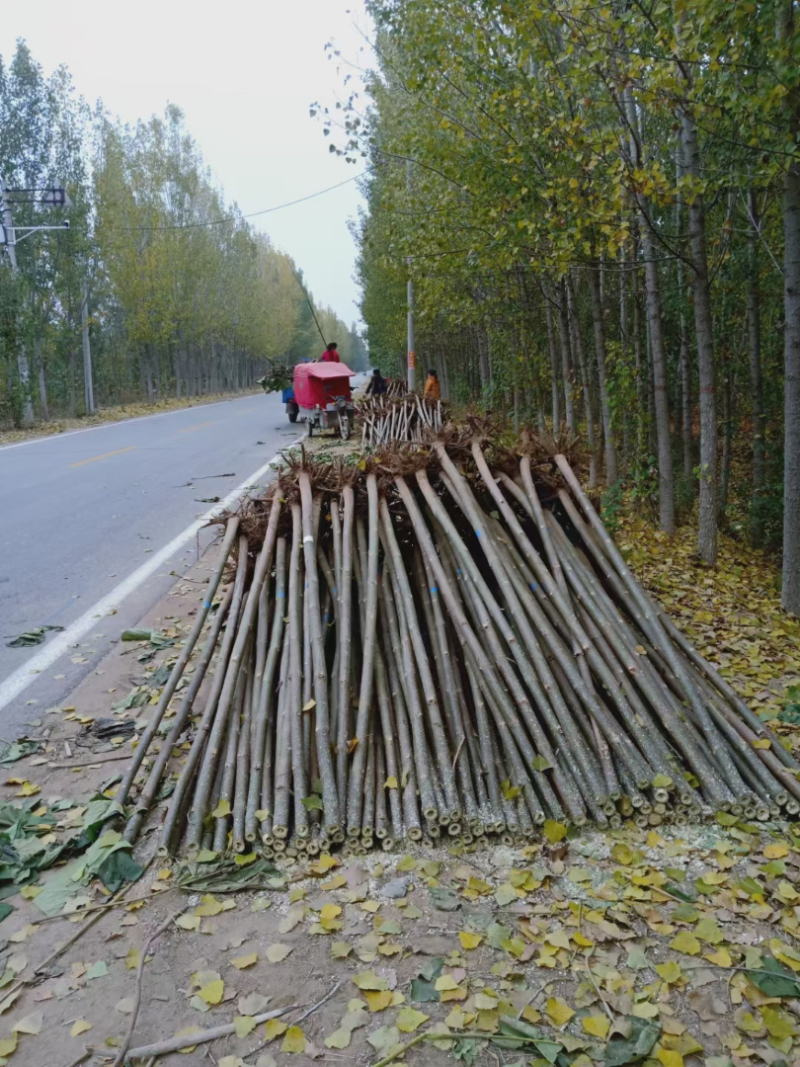 泡桐根桩根四倍体泡桐紫花泡桐泡桐根桩种根