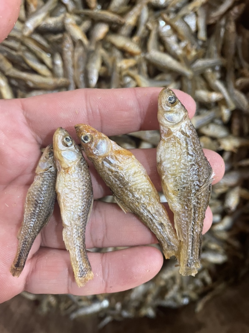 麦穗鱼水煮麦穗小鱼干小干鱼