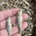 麦穗鱼水煮麦穗小鱼干小干鱼