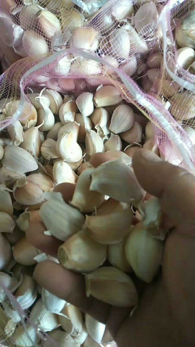 出售，紫皮红蒜，蒜瓣，价格便宜，质量好，无烂瓣